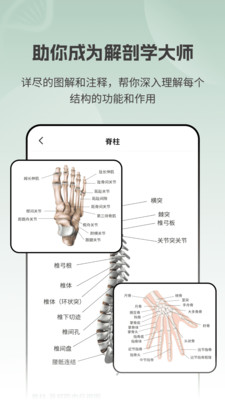 解剖模型Body软件